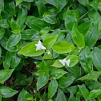 Саженцы традесканции Флуминенсе (Tradescantia Fluminensis) Р9