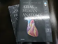 Атлас анатомии Неттер 7е (на английском)\ Atlas of Human Anatomy