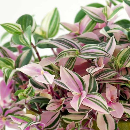 Саджанці традесканції Флюміненсіс Триколор Мініма (Tradescantia Fluminensis Tricolor Minima) Р9