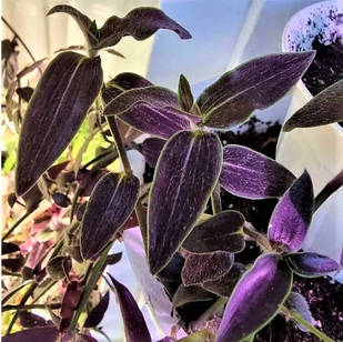 Саджанці традесканції Ґібасіс Йсе Пуіґ (Tradescantia Gibasis Jose Puig) Р9