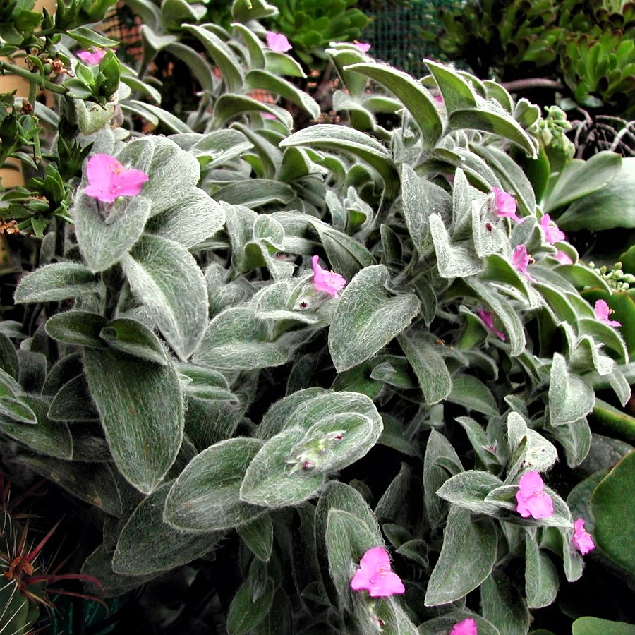 Саджанці традесканції Силамонтана (Tradescantia Sillamontana) Р9