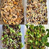 Ravlik Box Здоров’я для равликів, фото 6