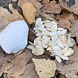 Ravlik Box Здоров’я для равликів, фото 2