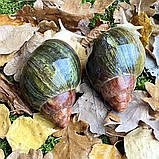 Ravlik Box Здоров’я для равликів, фото 4