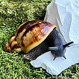 Ravlik Box Здоров’я для равликів, фото 5