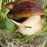 Ravlik Box Здоров’я для равликів, фото 7