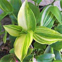 Саженцы традесканции Еллоу Хилл (Tradescantia fluminensis Yellow Hill) Р9