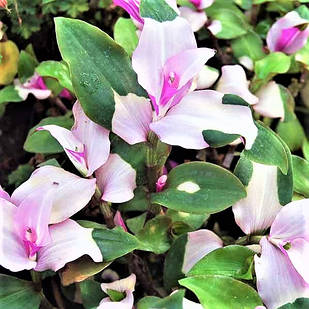 Саджанці традесканції Блашінг Брайд (Tradescantia Andersoniana Blushing Bride) Р9