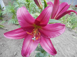 Лілія ОТ гібрид гігант Purple Prince (Пепл Прінс) 1 цибулина 14/16, фото 3