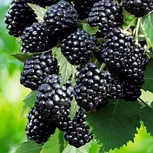 Саджанці ожини