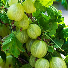 Саджанці аґрусу