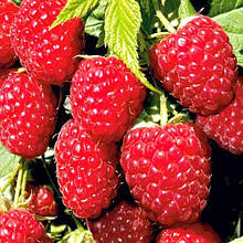 Саджанці малини