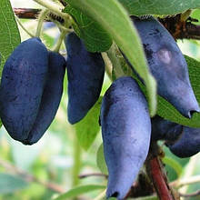 Саджанці їстівної жимолості