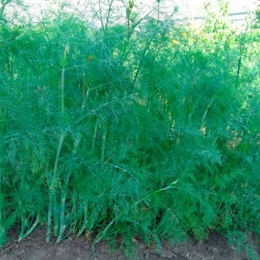Тетра насіння кропу (100 г) Satimex