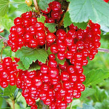 Саджанці смородини