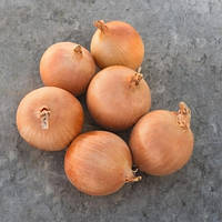 Седона F1 (250 000 нас.) насіння цибулі ріпчастої Bejo