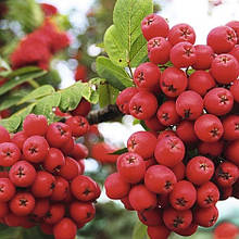 Саджанці горобини