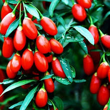 Саджанці годжі