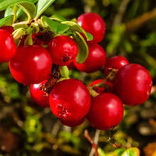 Саджанці брусниці