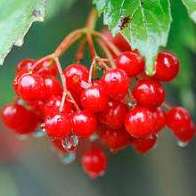 Саджанці інших ягід