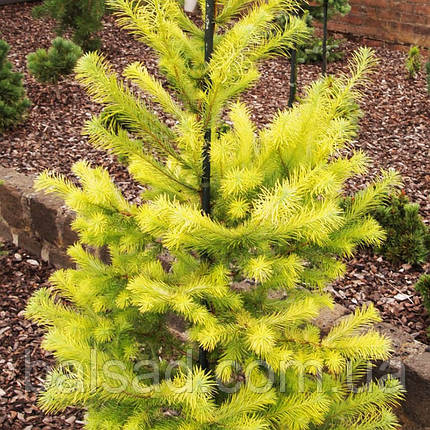 Модрина японська Меджік Голд / h 30-40 / Larix Magic Gold, фото 1