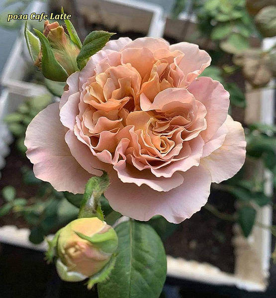 The many-sided world of roses. Amazingly elegant Japanese rose Latte Art. Многол