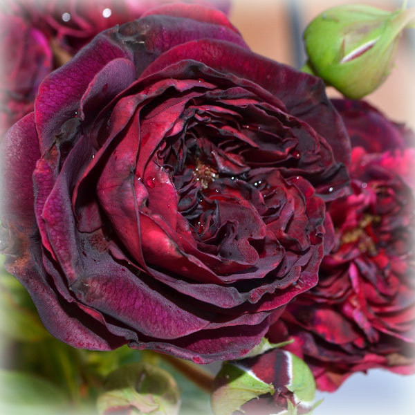 Троянда флорибунда Сперонелла Далесманіні (Speronella Dalesmanini), фото 1