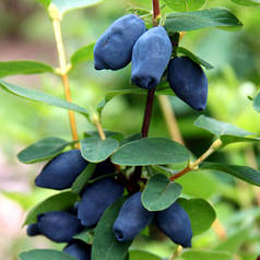 Саджанці жимолості "Дует" 1 річні, напівупаковані