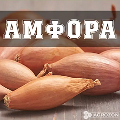 Цибуля Амфора TOP (R) - 10 кг
