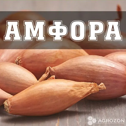 Цибуля Амфора TOP (R) - 10 кг, фото 2