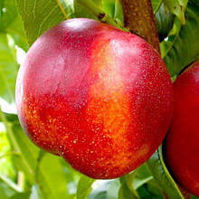 Саджанці нектарина