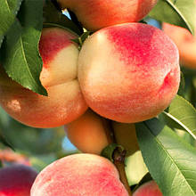 Саджанці персика