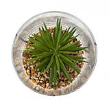 Сукулент в скляній вазі, штучна рослина 12 см, зелена (190713), фото 2