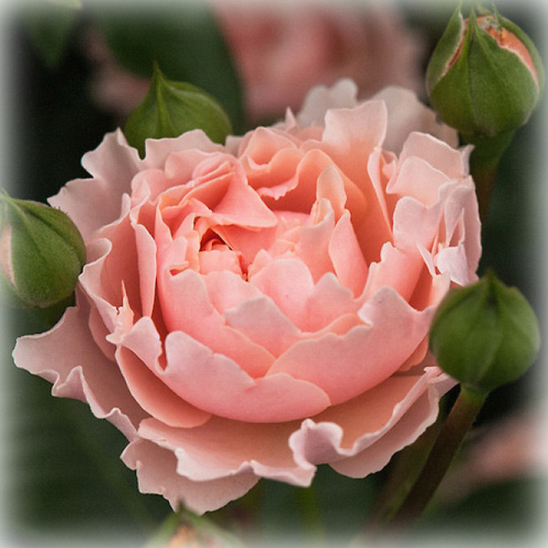Троянда Твіггіс Роуз (Twiggy's Rose), флорибунда в контейнері, фото 1