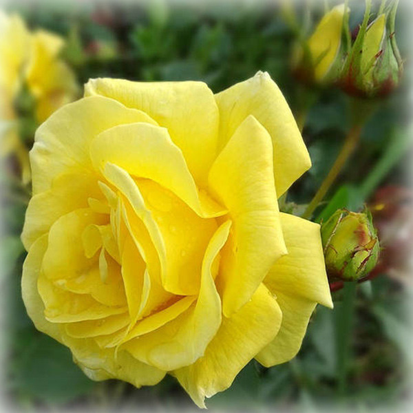 Троянда флорибунда Фрезія (Friesia), фото 1