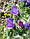 Синяк подорожниковий,однорічний (насіння), фото 2