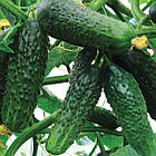 Огірок Сатіна F1 Nunhems/Нідерланди 10 шт, фото 3