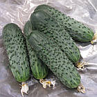 Огірок Сатіна F1 Nunhems/Нідерланди 10 шт, фото 8