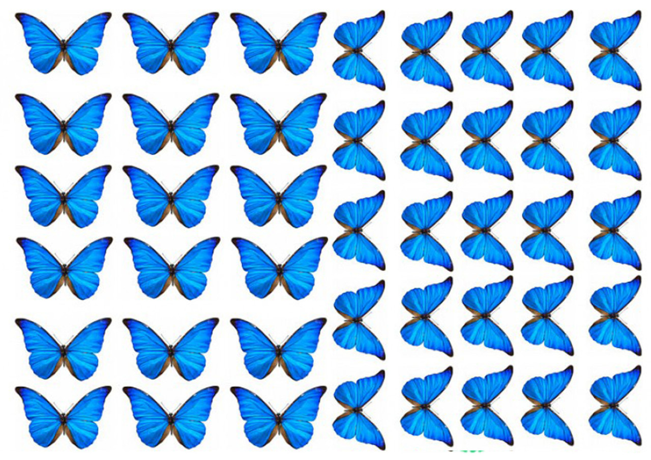 Вафельна картинка Метелики Блакитні для торта, фото 1