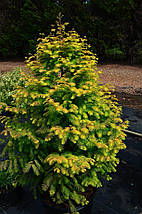 Метасеквоя Амбер Глоу / h 50-60 / Metasequoia Amber Glow, фото 6