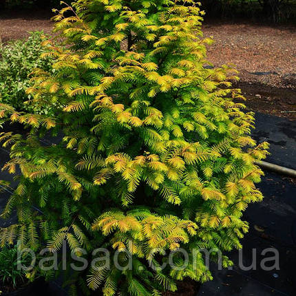 Метасеквоя Амбер Глоу / h 50-60 / Metasequoia Amber Glow, фото 1