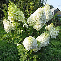 Гортензия метельчатая 'Геркулес' 3 года Hydrangea paniculata 'Hercules'