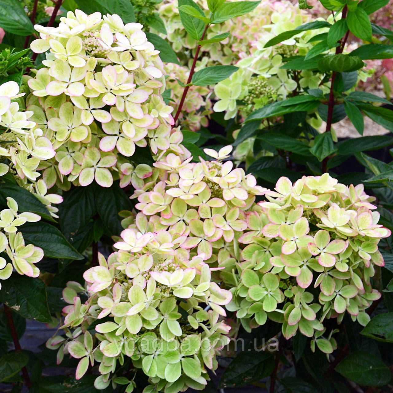 Гортензія волотиста Пастель Грін Pastel Green 38 (горшик 2л)