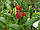 Саджанці персика Фіделія (Fidelia, Фиделия), фото 3