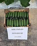 Ілонара F1 10 шт насіння огірка Rijk Zwaan Голландія, фото 2