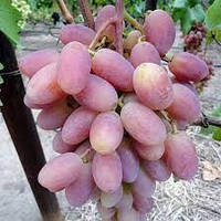 Саженцы винограда Виктор