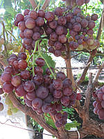 Саженцы винограда Розмус
