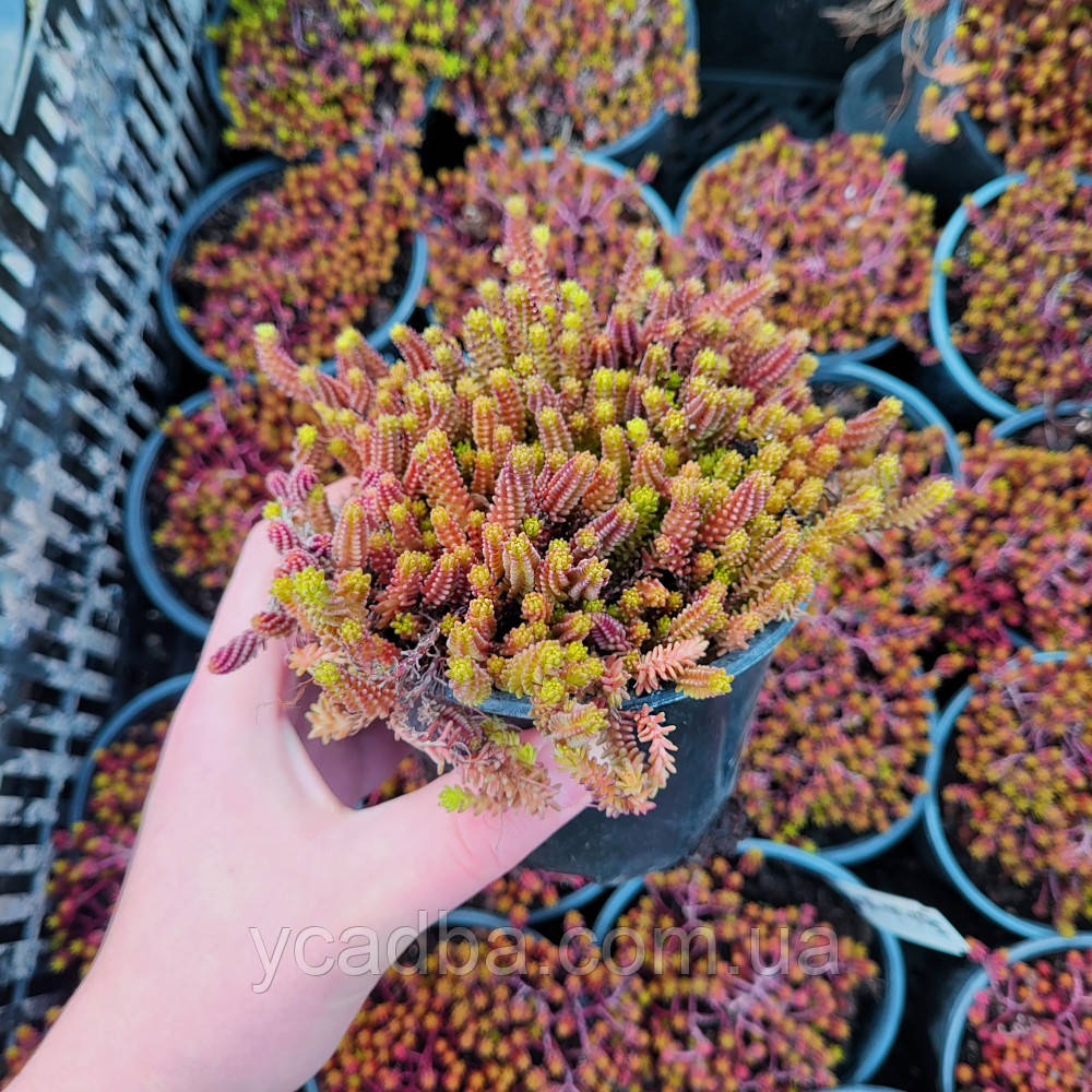 Седум шестирядний 52 (горшик 0,5л), фото 1