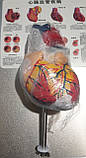 Модель серця людини RESTEQ 1:1. Серце анатомічна модель. Розбірна модель серця, фото 6