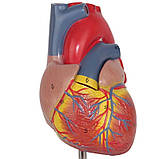 Модель серця людини RESTEQ 1:1. Серце анатомічна модель. Розбірна модель серця, фото 3